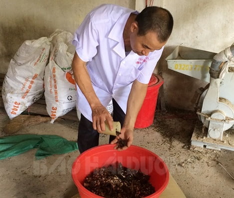 Độc đáo nuôi lợn bằng thảo dược