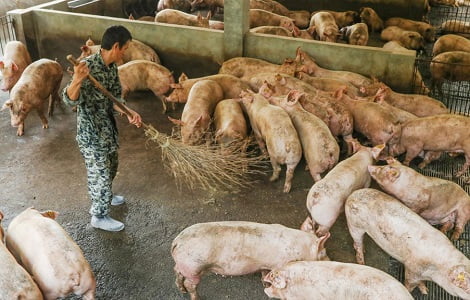 Nông dân nuôi lợn lọt top đại gia giàu nhất Trung Quốc như thế nào?