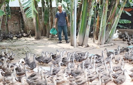 Vịt trời Vĩnh Phúc được các khách sạn, nhà hàng ưa chuộng