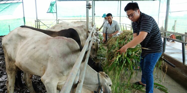 Hiệu quả từ mô hình chăn nuôi kết hợp theo chuỗi giá trị