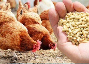 Chất chống oxi hoá và nhu cầu vitamin tối thiểu