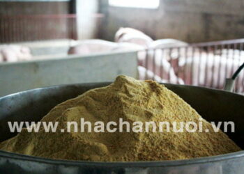 Nhập khẩu thức ăn gia súc 5 tháng đầu năm 2023 đạt trên 1,93 tỷ USD