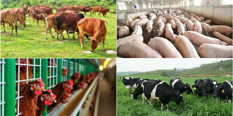 Thống kê chăn nuôi Việt Nam năm 2022 về số lượng đầu con và sản phẩm gia súc, gia cầm, vật nuôi khác