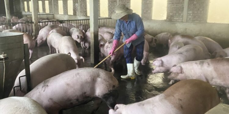 Lào Cai: Giá lợn hơi tăng vọt, nhiều hộ chăn nuôi thoát cảnh thua lỗ