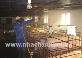 Mô hình dự báo về bùng phát dịch bệnh ở lợn