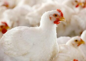 Vĩnh Long: Giá gà công nghiệp giảm sâu