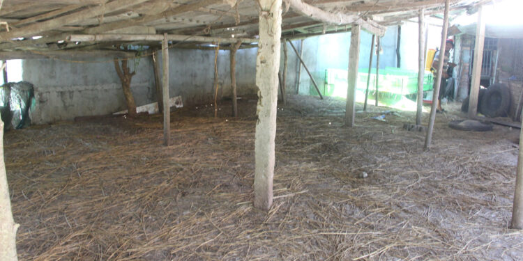 Trắng tay vì dịch cúm gia cầm H5N1