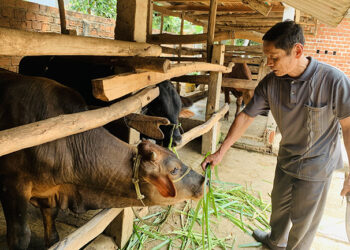 Làm giàu nhờ nuôi bò lai 3B