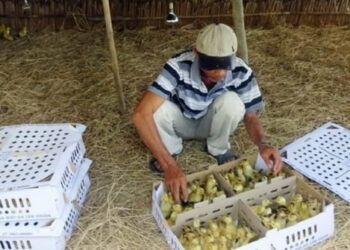 Vĩnh Long: Giá các loại gia súc, gia cầm gia tăng