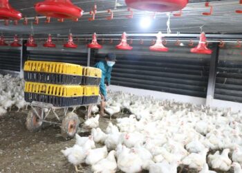 Đồng Nai: Gà công nghiệp dưới giá thành sản xuất