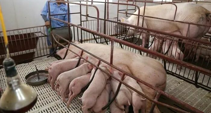 Giá sản phẩm chăn nuôi (giá tại trại) cả nước ngày 28/03/2023