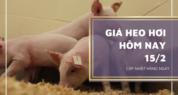 Giá heo hơi hôm nay 15/2: Giá heo hơi giảm sâu, nhiều ‘ông lớn’ chăn nuôi gặp khó
