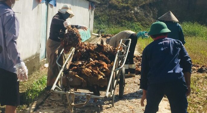 Hàng chục người “giải cứu” gần 8.000 con gà bị chết ngạt