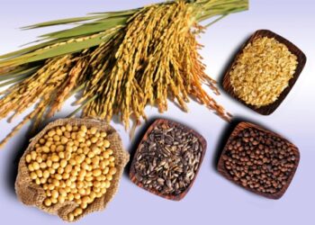 Giá nguyên liệu thức ăn chăn nuôi thế giới trong tuần từ ngày 01-09/11/2022