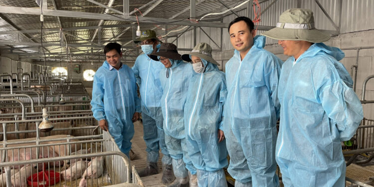 Chọn giống heo hạt nhân bằng công nghệ di truyền