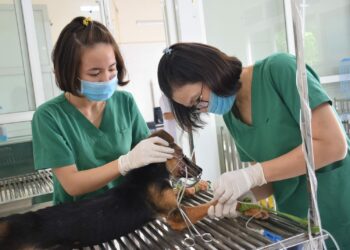 So sánh hiệu quả gây mê của zoletil với sự phối hợp ketamine và acepromazine