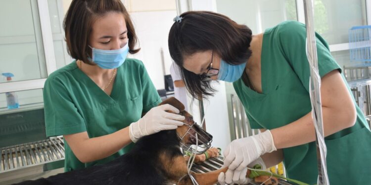 So sánh hiệu quả gây mê của zoletil với sự phối hợp ketamine và acepromazine