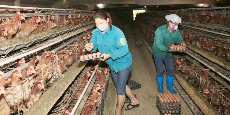 Thu hút doanh nghiệp đầu tư vào nông nghiệp