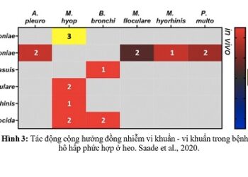 Sự đồng nhiễm trong bệnh lý hô hấp phức hợp ở heo và giải pháp giảm thiểu thiệt hại