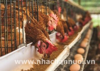 Hiệu quả thay bột cá bằng protein tôm thủy phân trong thức ăn lên năng suất gà đẻ thương phẩm